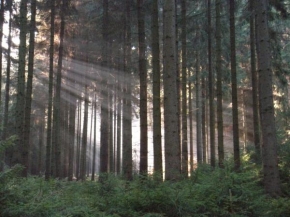 Fotograf roku v přírodě 2010 - Ráno v lese