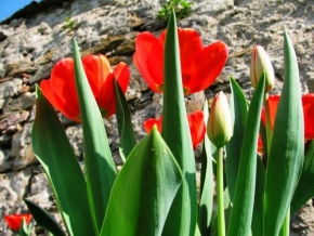 Život květin - Vzhlížení k tulipánům