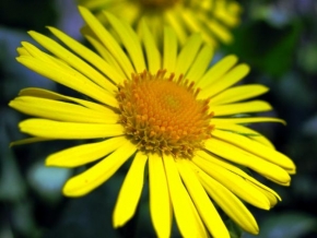 Život květin - Jako malé slunce