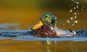 Fotograf roku v přírodě 2010 - Cez vodne kukatko