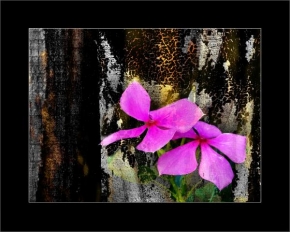 Život květin - Magenta Flower