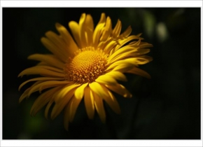 Život květin - Půlnoční slunce