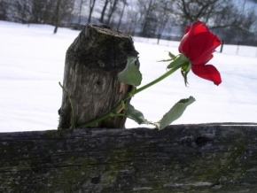Život květin - Zimní růže II