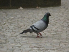 Na ulici - I holubi jsou součástí ulice