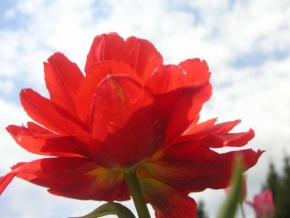 Život květin - Tulipan