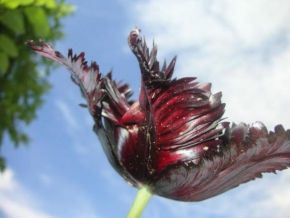 Život květin - Kohoutí tulipan
