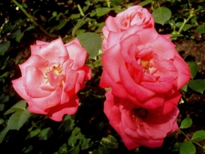 Život květin - Růžové růže