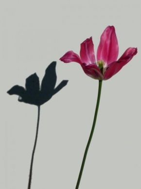 Život květin - Tulipán