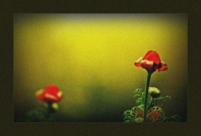 Život květin - Medzi kvetmi