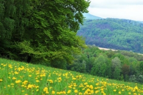 Krásy české a slovenské krajiny - Na kraji lesa