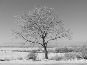 Černobílá poezie - Zasnežený strom