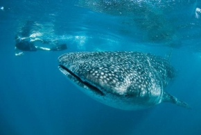 Fotograf roku v přírodě 2010 - žralok velrybí