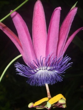 Život květin - Z botanické zahrady v Curychu