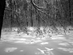 Černobílá poezie - Zimní květy