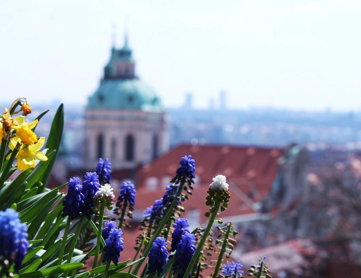 Život květin na Pražském hradě