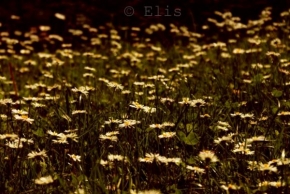 Život květin - Tísce Sedmikrásek