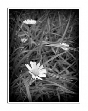 Život květin - Fotograf roku - Junior - Kopretiny