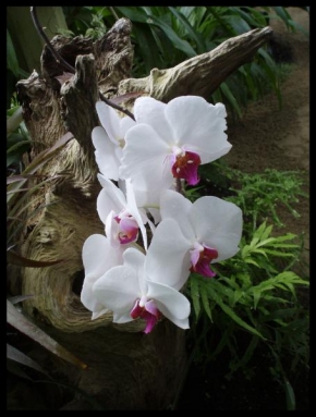 Život květin - Krása orchidejí