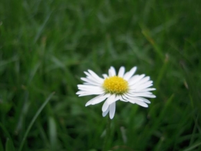 Život květin - Sedmikráska chudobka