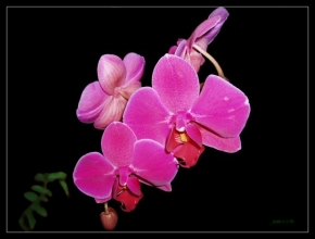 Život květin - Orchidea