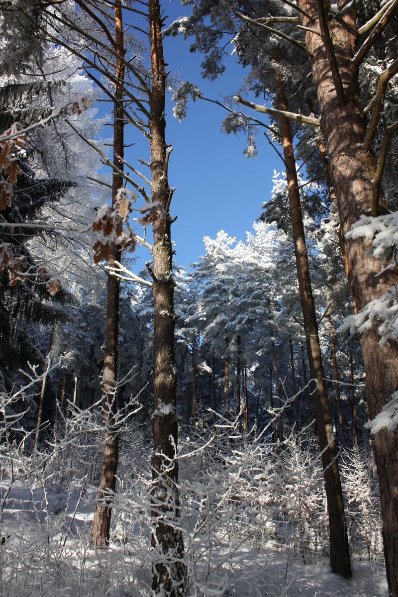 Les pod sněhovou čepicí