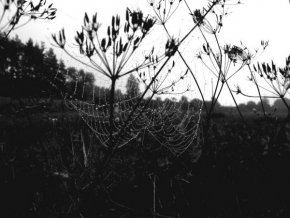 Černobílá poezie - V pavoučích sítích