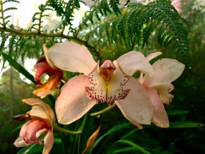 Fotograf roku v přírodě 2010 - Orchidej
