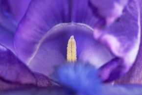 Život květin - Světlo života