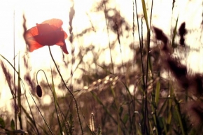 Život květin - Fotograf roku - Junior - V trávě