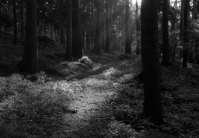 Černobílá poezie - Lesní ticho