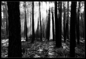 Černobílá poezie - Les na Záhorí