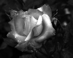 Černobílá poezie - V dešti..