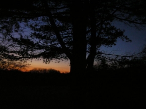 Večer a noc ve fotografii - Silueta stromu