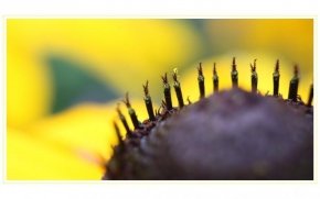 Život květin - žlutá