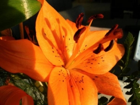 Milan Mrákota - úžasná lilie