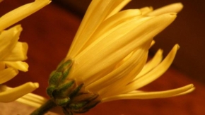 Život květin - Chrizanténa po ránu