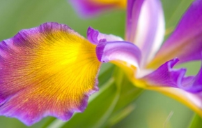 Život květin - Harmonie barev