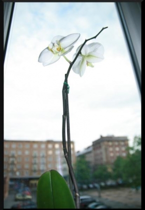 Život květin - Fotograf roku - Kreativita - Orchis