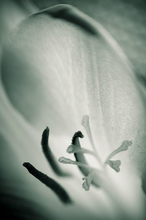 Život květin - Fotograf roku - Junior - Zrozená