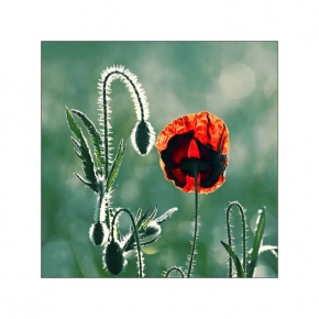 Život květin - Fotograf roku - TOP 20 - Po ránu