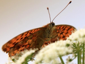 Fotograf roku v přírodě 2010 - Motýl