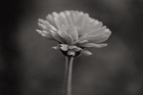 Život květin - "Osaměla"