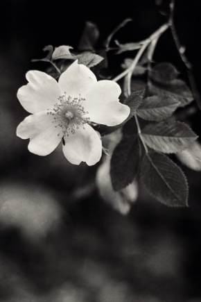 Život květin - "Povídání se šípkovou růží"