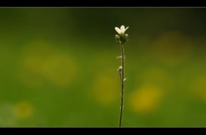 Život květin - Květinka