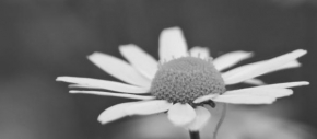 Černobílá poezie - Květina louce