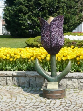 Život květin - Sošný tulipán