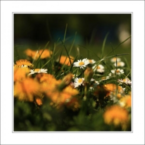 Život květin - Jarná idylka