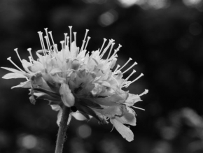 Černobílá poezie - Kvet