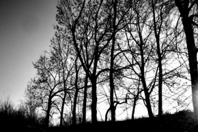 Černobílá poezie - Stromy v zimě