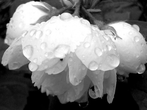 Černobílá poezie - Po dešti